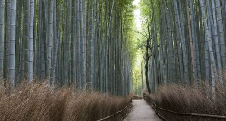 CIRCUIT DES CERISIERS EN FLEURS AU JAPON : OBSERVATION DES CERISIERS EN FLEURS AU JAPON - Tweet World Travel 8