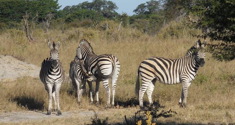 Circuit de 8 jours dans 4 pays et safaris. Livingstone- Zambie, Katima Mulil- Nambie, Chobe- Botswana et; Vic Fall- Zimbabwe - Little Roz Tours 4
