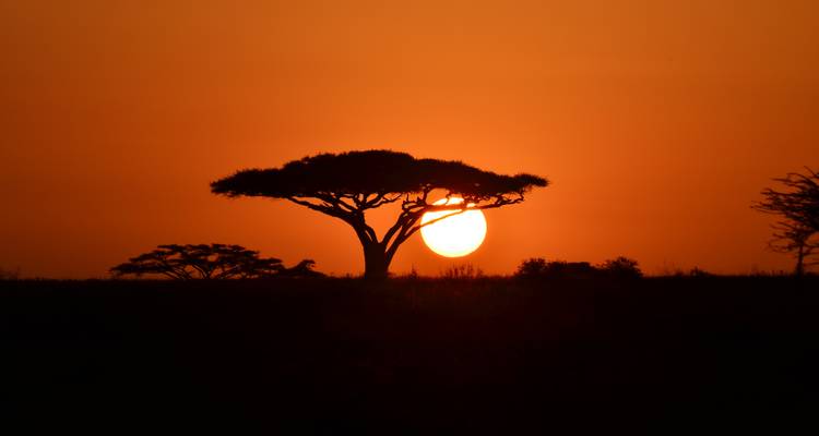 Safari privado de lujo de 4 días con visitas a Tarangire, el cráter del Ngorongoro y el lago Manyara - African Polecat Safaris 7