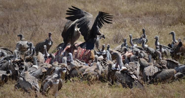 Safari privado de lujo de 4 días con visitas a Tarangire, el cráter del Ngorongoro y el lago Manyara - African Polecat Safaris 8