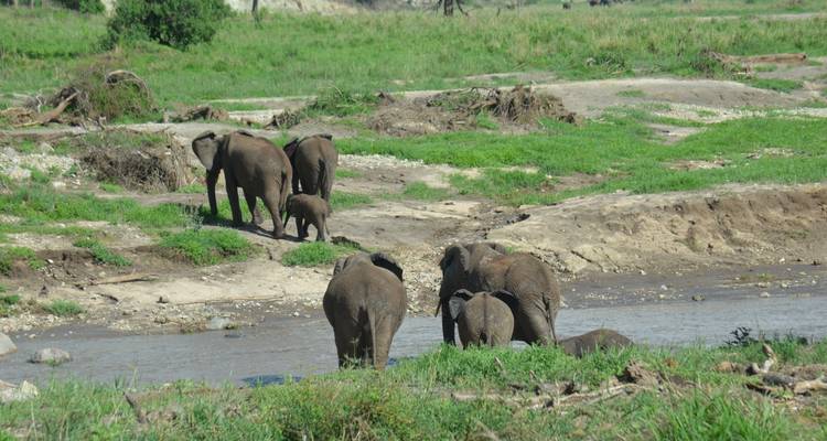 Safari privado de lujo de 4 días con visitas a Tarangire, el cráter del Ngorongoro y el lago Manyara - African Polecat Safaris 10
