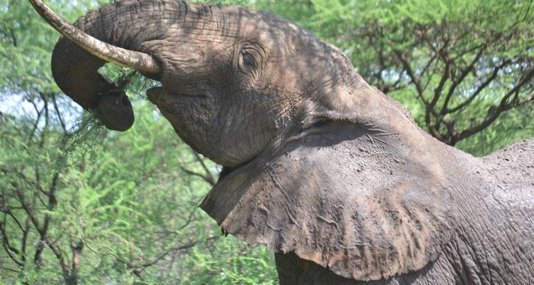 Safari privado de lujo de 4 días con visitas a Tarangire, el cráter del Ngorongoro y el lago Manyara - African Polecat Safaris 4