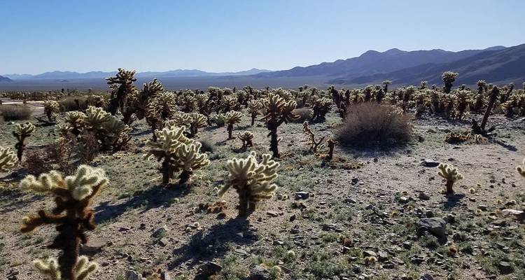 Hiking and Camping in Joshua Tree - Intrepid Travel 6