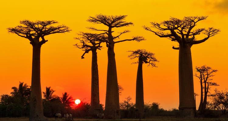 Madagascan Discoverer - Exodus Adventure Travels 5