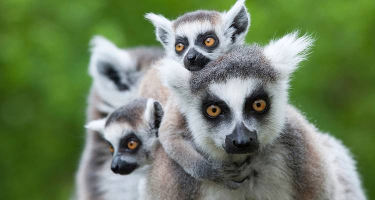 Madagascan Discoverer - Exodus Adventure Travels 6