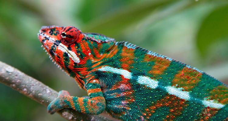 Les points forts de Madagascar - Exodus Adventure Travels 4