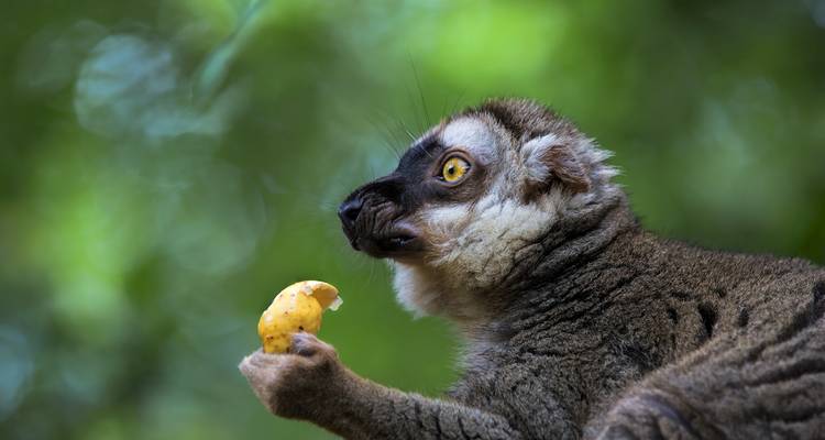 Les points forts de Madagascar - Exodus Adventure Travels 8