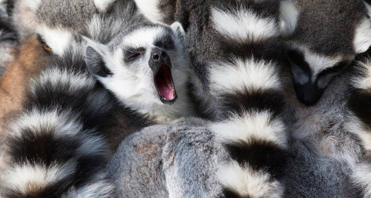 Les points forts de Madagascar - Exodus Adventure Travels 9