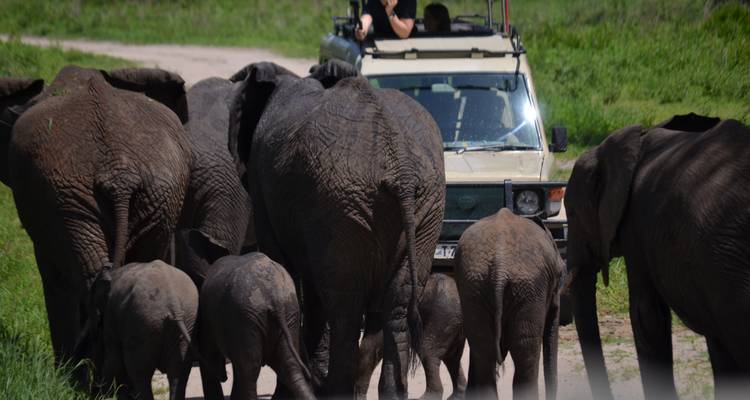 6 jours en milieu privé ; Serengeti, Ngorongoro, Tarangire et lac Manyara - African Polecat Safaris 9