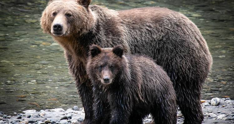Grizzly Bear of Toba Inlet - 4 nights / 5 days - Klahoose Wilderness Resort 2
