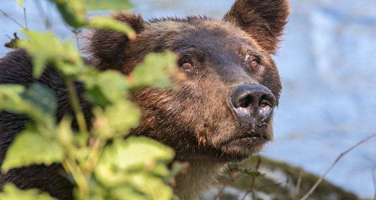 Grizzly Bear of Toba Inlet - 4 nights / 5 days - Klahoose Wilderness Resort 6