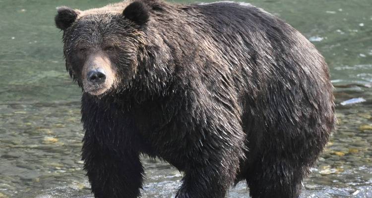 Grizzly Bear of Toba Inlet - 4 nights / 5 days - Klahoose Wilderness Resort 7