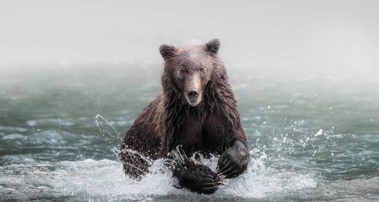 Grizzly Bear of Toba Inlet - 4 nights / 5 days - Klahoose Wilderness Resort 1