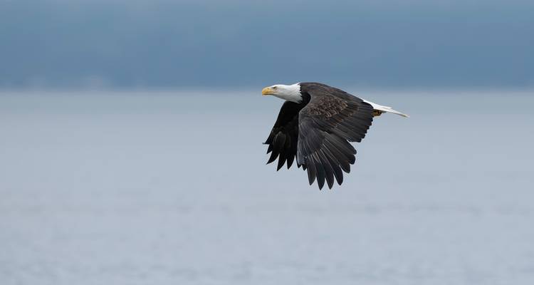 Grizzly Bear of Toba Inlet - 4 nights / 5 days - Klahoose Wilderness Resort 10