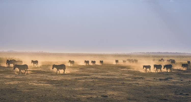 Safari au Kenya - Cosmos 6