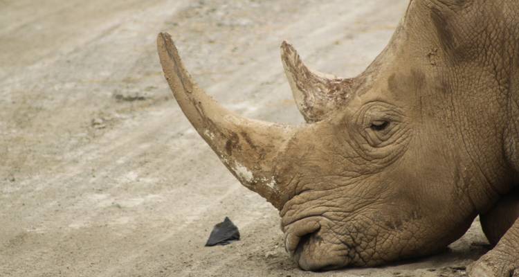 Safari Explorador del Sur | 43 días por tierra de Nairobi a Ciudad del Cabo - Africa Travel Co. 7