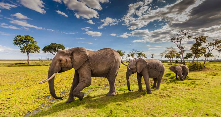 Olifanten die door een weelderig landschap lopen.