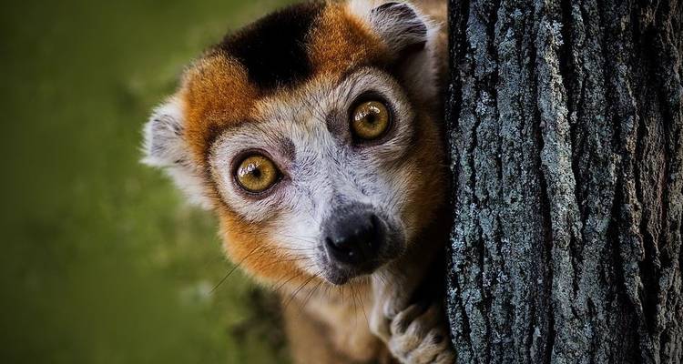 Les points forts de Madagascar - G Adventures 7