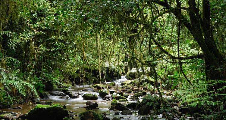 Forêt tropicale dense avec des vignes enchevêtrées et un ruisseau rocheux s'écoulant à travers la végétation verte.