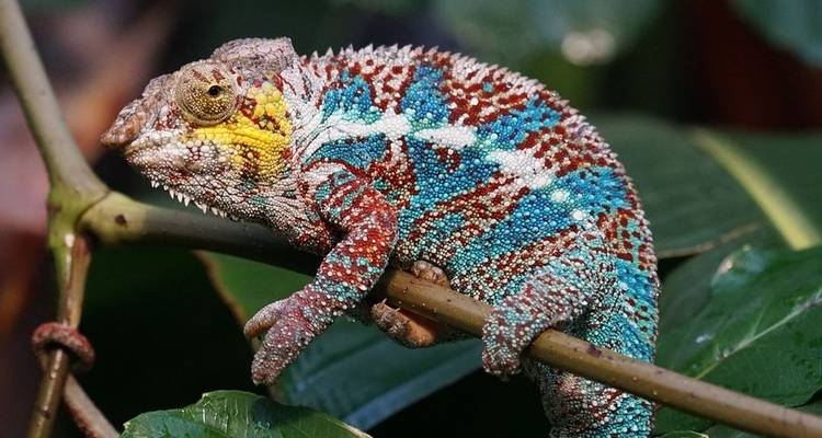 Les points forts de Madagascar - G Adventures 9