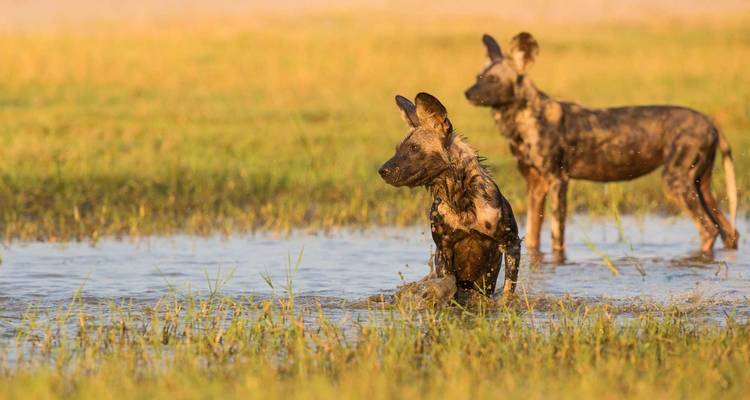 Experiencia de 7 días en un Safari Lodge de gama media visitando todos los Parques Nacionales, incluido un día de excursión por el Kilimanjaro - African Polecat Safaris 4