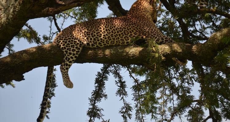 Experiencia de 7 días en un Safari Lodge de gama media visitando todos los Parques Nacionales, incluido un día de excursión por el Kilimanjaro - African Polecat Safaris 7