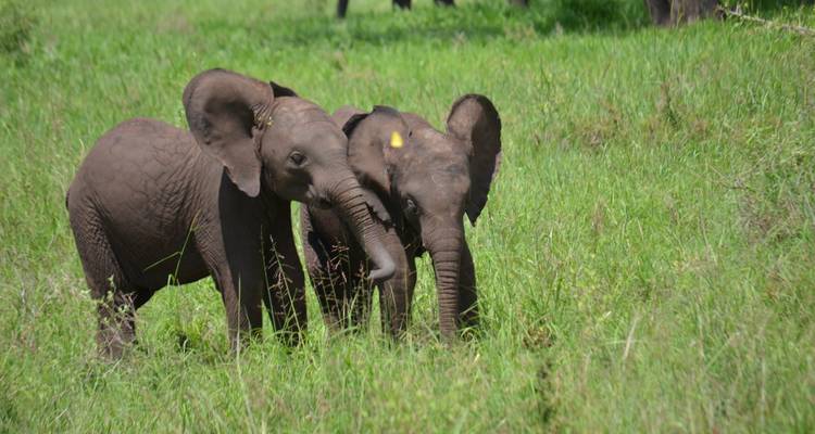 Experiencia de 7 días en un Safari Lodge de gama media visitando todos los Parques Nacionales, incluido un día de excursión por el Kilimanjaro - African Polecat Safaris 8