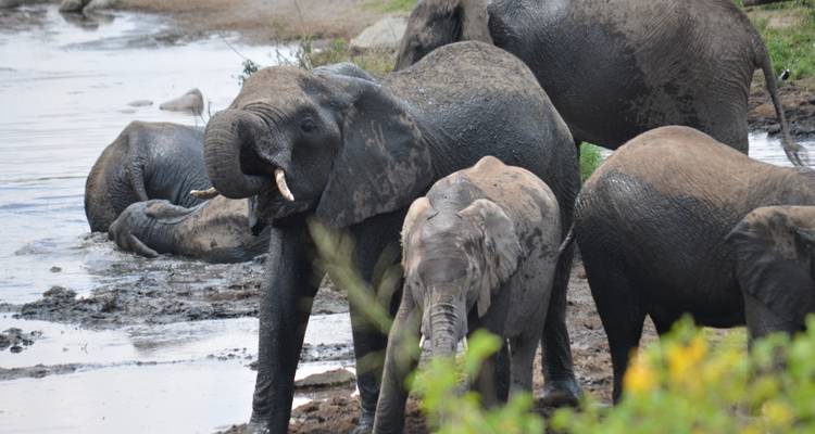 Experiencia de 7 días en un Safari Lodge de gama media visitando todos los Parques Nacionales, incluido un día de excursión por el Kilimanjaro - African Polecat Safaris 9