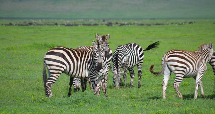Experiencia de 7 días en un Safari Lodge de gama media visitando todos los Parques Nacionales, incluido un día de excursión por el Kilimanjaro - African Polecat Safaris 10