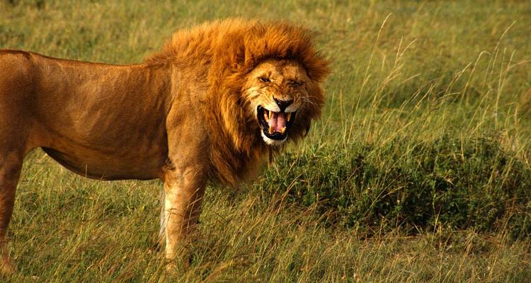 Löwe brüllt in einer grasbewachsenen Landschaft.