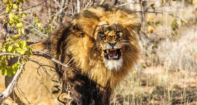 Kruger, cataratas y Zimbabue: piscinas minerales y parques nacionales - G Adventures 6