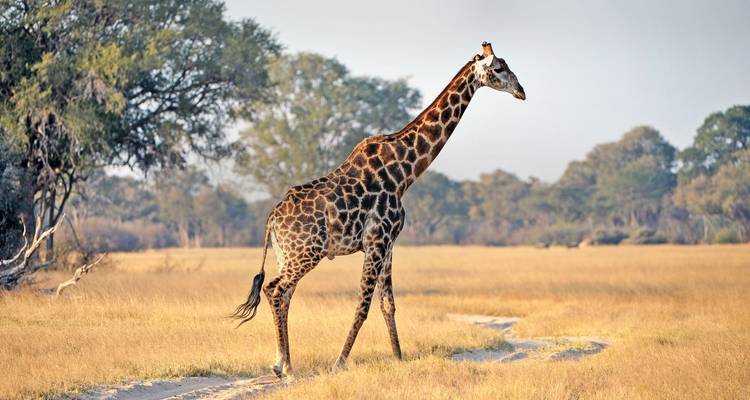 Kruger, cataratas y Zimbabue: piscinas minerales y parques nacionales - G Adventures 3