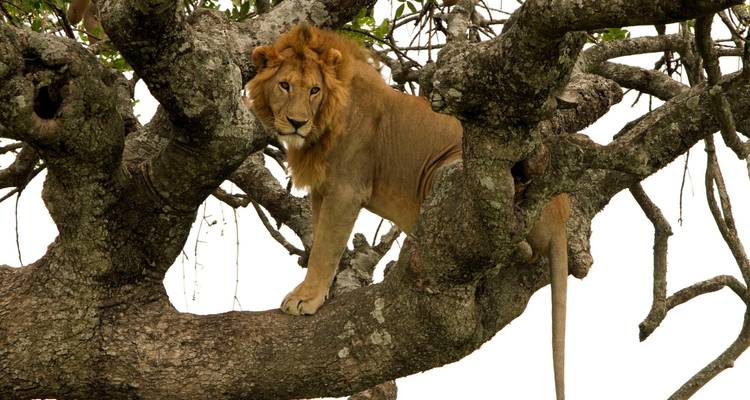 Safari combiné de 15 jours au Kenya et en Tanzanie - Gracepatt Ecotours Kenya 1