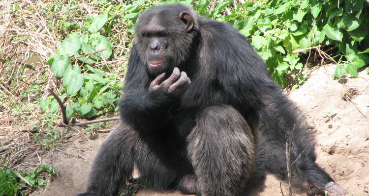 Chimpansee zittend op de grond, omringd door groen bladwerk.