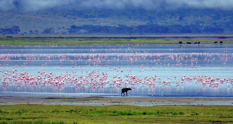 Excursión privada de 1 día al cráter del Ngorongoro - African Polecat Safaris 10