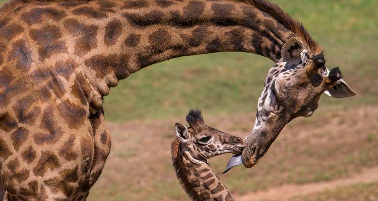 Safari de 3 días a Ol Pejeta Conservancy - Gracepatt Ecotours Kenya 1