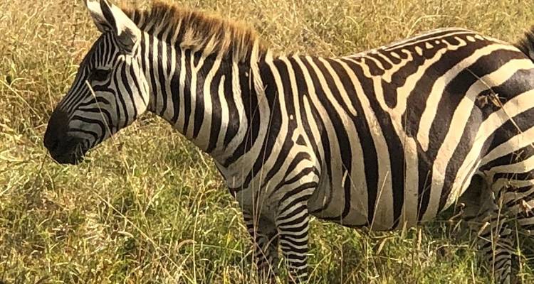 Safari de 3 días a Ol Pejeta Conservancy - Gracepatt Ecotours Kenya 2