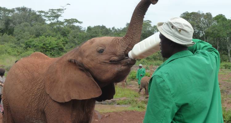 Verzorger die melk geeft aan een jonge olifant.
