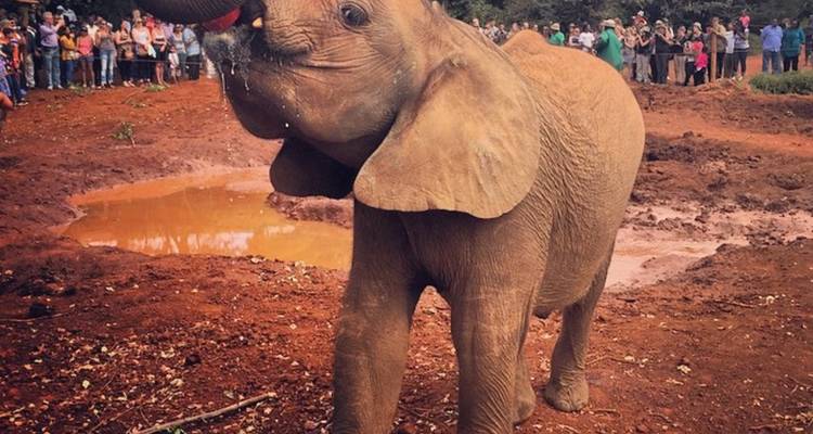 Jonge olifant die water drinkt met toeschouwers op de achtergrond.