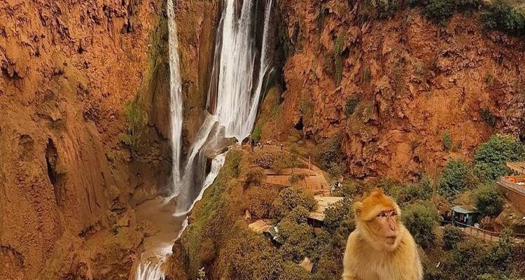 Een aap die zit bij een waterval en weelderige omgeving.