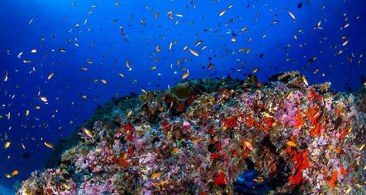 Unterwasser-Korallenriff mit bunten Fischen.