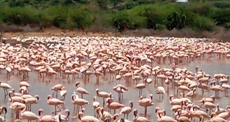 Eine große Schar Flamingos versammelte sich in einem flachen See.