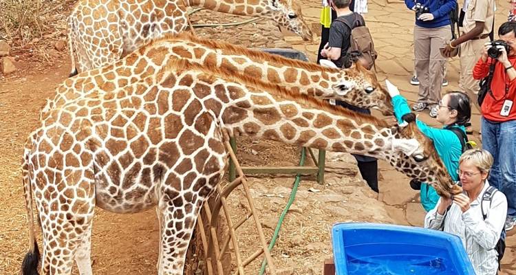 Touristen füttern Giraffen in einem Wildtierzentrum.