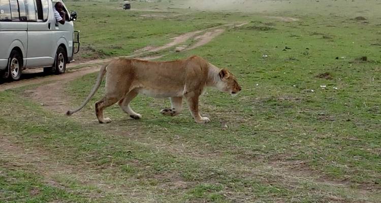 Eine Löwin, die in der Nähe eines Safari-Fahrzeugs läuft.