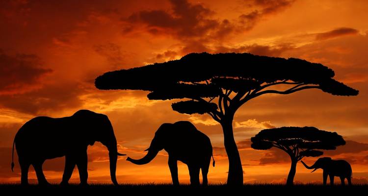 Silhouette of elephants and an acacia tree at sunset.