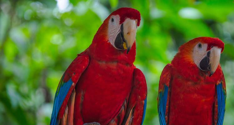 G Lodge Amazon & Camping - 4 Day Independent Adventure - G Adventures 10