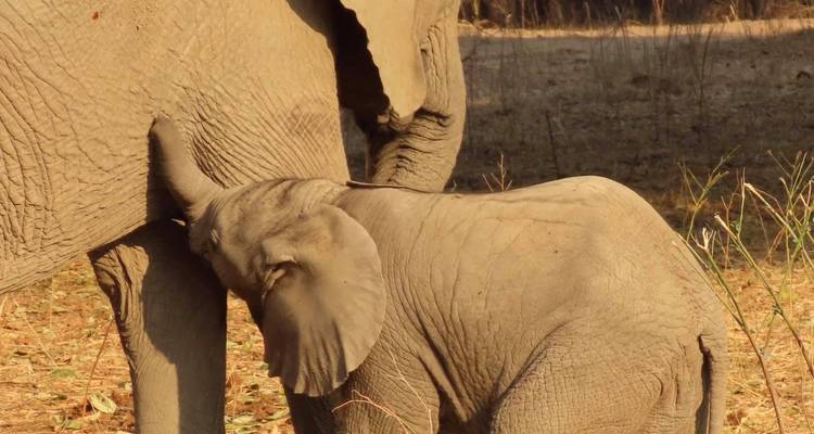 Victoria Falls & Hwange, 6 Days Safari Experience - Little Roz Tours 4