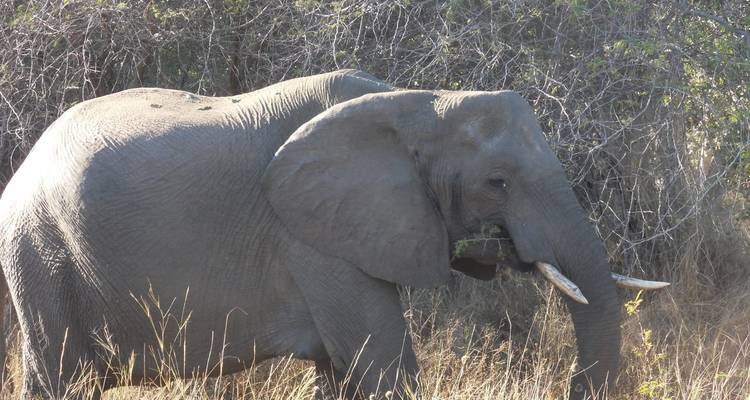 Victoria Falls & Hwange, 6 Days Safari Experience - Little Roz Tours 6