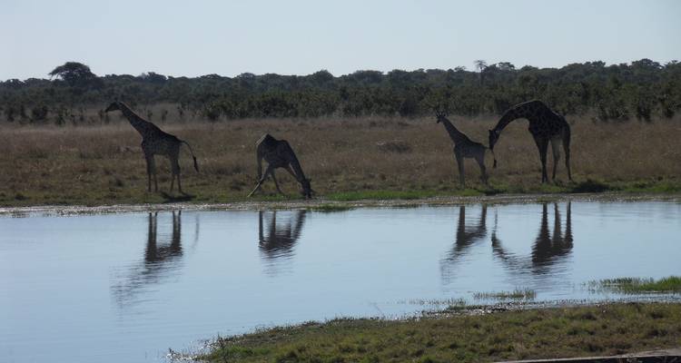 Victoria Falls & Hwange, 6 Days Safari Experience - Little Roz Tours 7