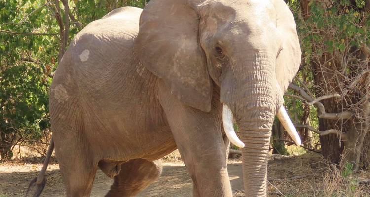 Victoria Falls & Hwange, 6 Days Safari Experience - Little Roz Tours 8